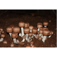 Мицелий Шампиньона бразильского / Агарик бразильский (Agaricus brasiliensis) Мицелий Шампиньона бразильского / Агарик бразильский (Agaricus brasiliensis)